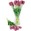 Tiges de tulipes
