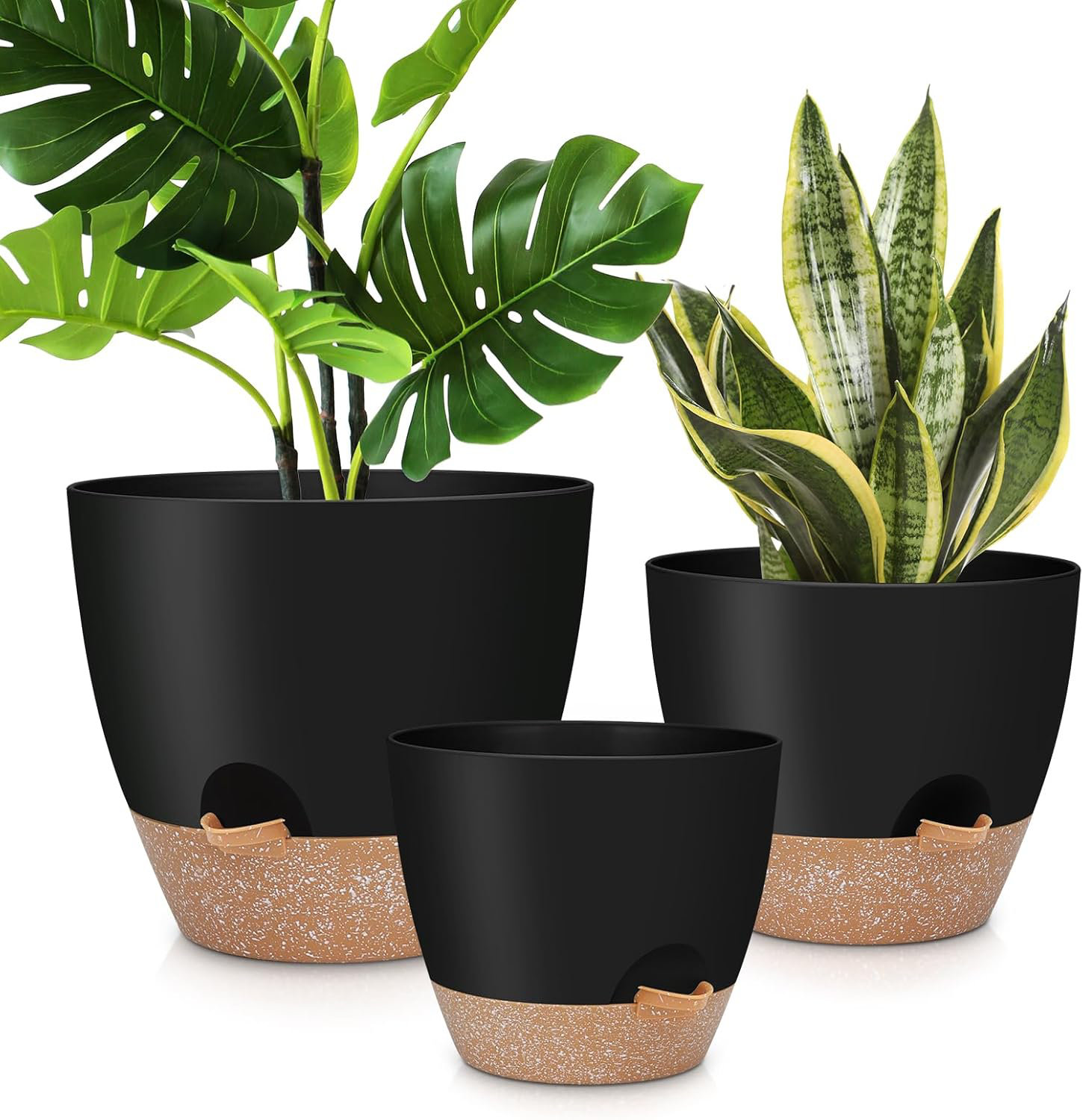 where can i buy the aloe vera plant Aloe Vera