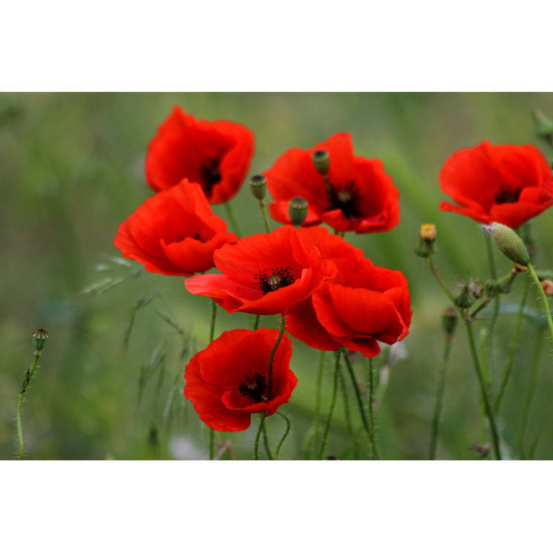 Red Poppies - Wrapped Canvas Print, 81cm H x 122cm W