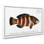 Streaked Wrasse Fish by M.E. Bloch - Wrapped Canvas Painting-55318835