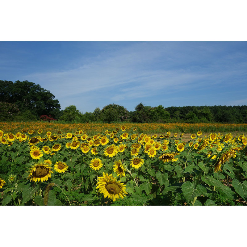 " Dix Park Sunflowers " by Zimmytws, 8" H x 12" W