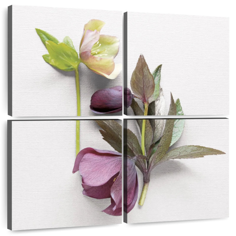 Hellebore Study III, 26" H x 26" W