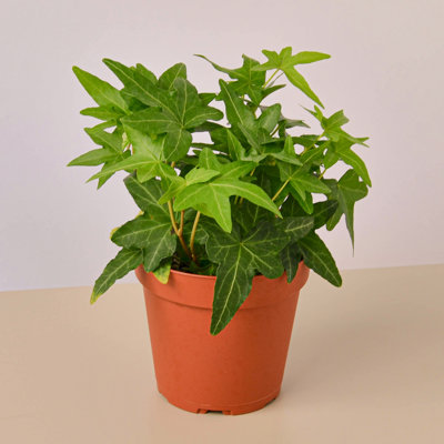 House Plant Shop Live Foliage Plant
