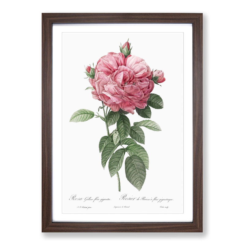 Giant French Rose in Pink by Pierre-Joseph Redoute - Picture Frame Painting Print on MDF, Walnut Framed