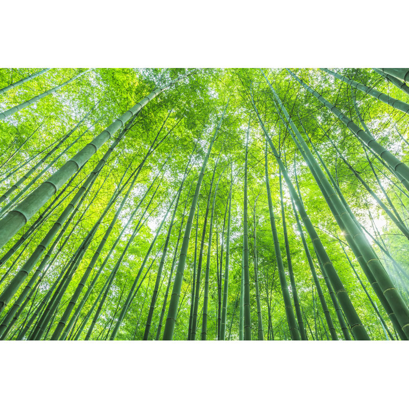 Bamboo - Wrapped Canvas Print, 20cm H x 30cm W x 3.8cm D