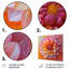 Dahlia I - Dahlia-1186896147-1186896172