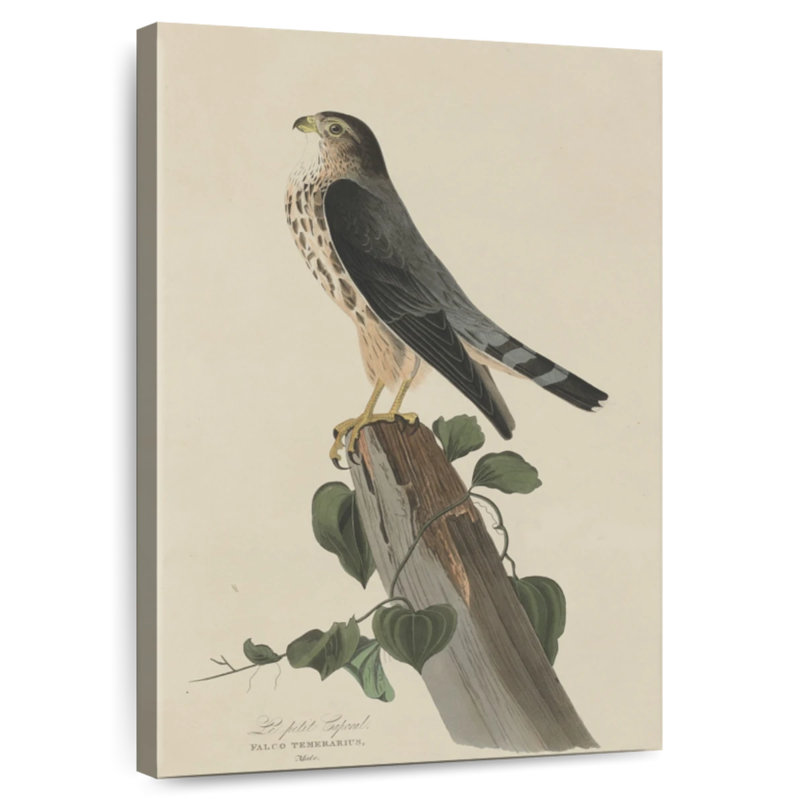 Brampt Le Petit Caporal, 12" H x 8" W