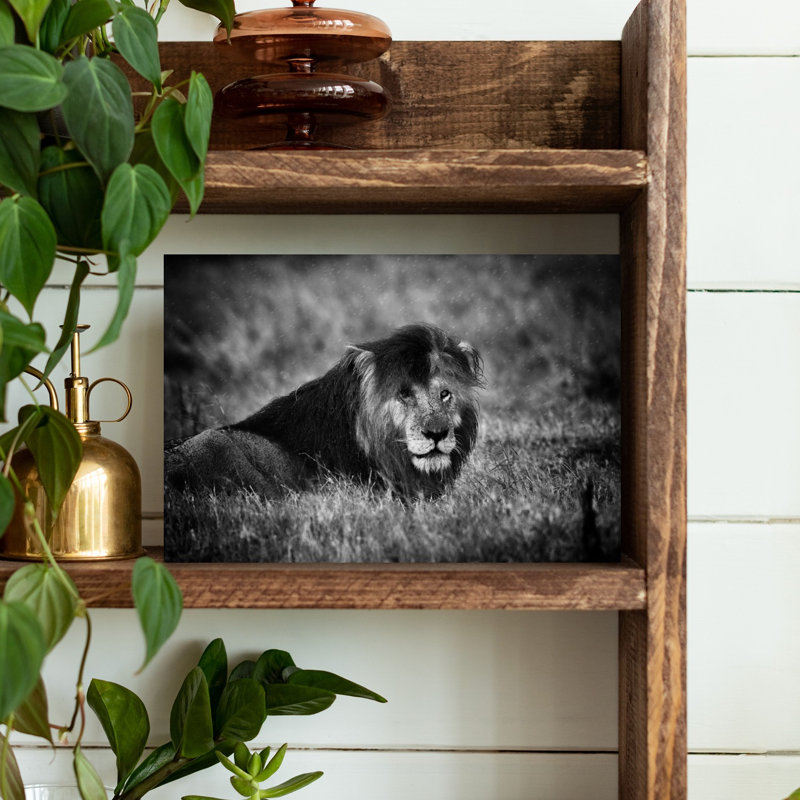 Majestic Lion Gaze Contemporary Wall Art Print 1 Piece Wrapped Canvas Wall Art, 30.48cm H x 45.72cm W