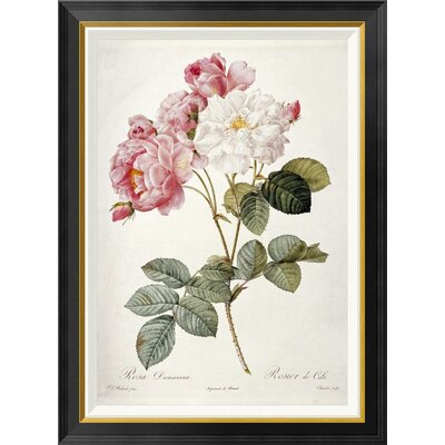 Damask Rose by Pierre Joseph Redoute - Picture Frame Graphic Art Print on Canvas -  Global Gallery, GCF-265402-30-190