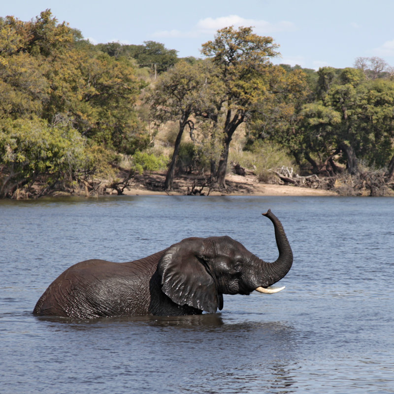 African Elephant by Liz Leyden - Wrapped Canvas Print, 91cm H x 91cm W