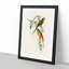 Orange-Bellied Grass-Parakeets by Elizabeth Gould - Picture Frame Painting Print-55581331-55581332