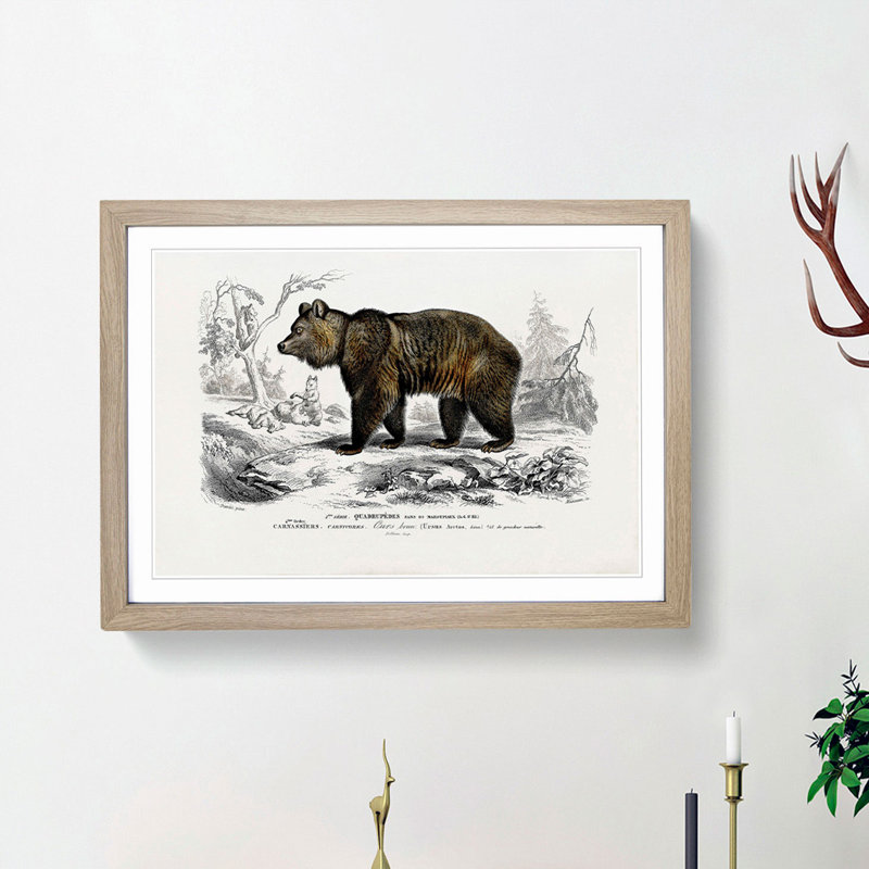 Brown Bear by Charles d'Orbigny - Picture Frame Painting Print on MDF, Oak Framed, 27cm H x 36cm W x 2cm D