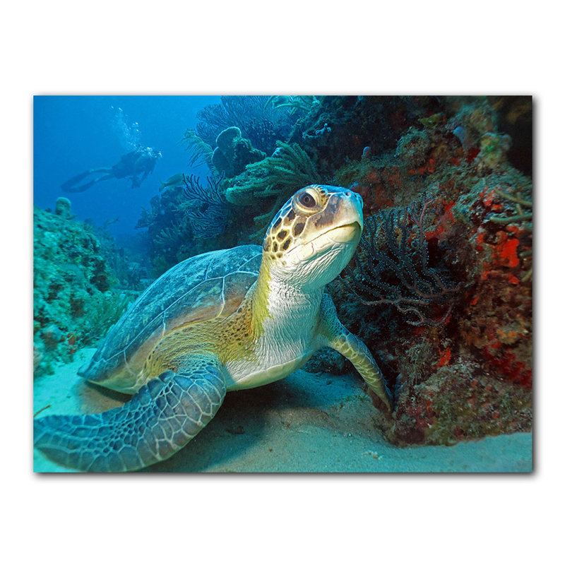 " Turtle " by Christopher Doherty