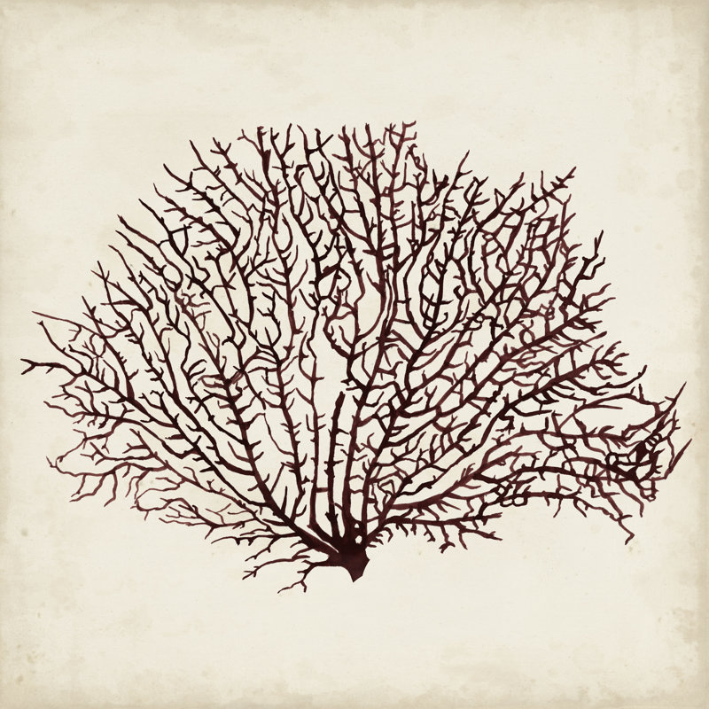 Seaweed Specimens XII by Naomi McCavitt - Wrapped Canvas Drawing, 30cm H x 30cm W