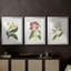 Antique Botanical Collection X - reproduction sur mesure encadrée de qualité supérieure - 3 pièces-1497497492-1497497494