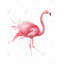Rose flamant rose, aquarelle encadrée