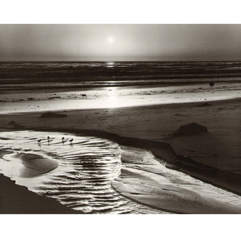 Birds on a Beach, 19" H x 24" W