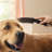 Hansgrohe Dog Shower, 3-Spray, 1.75 GPM-68812312
