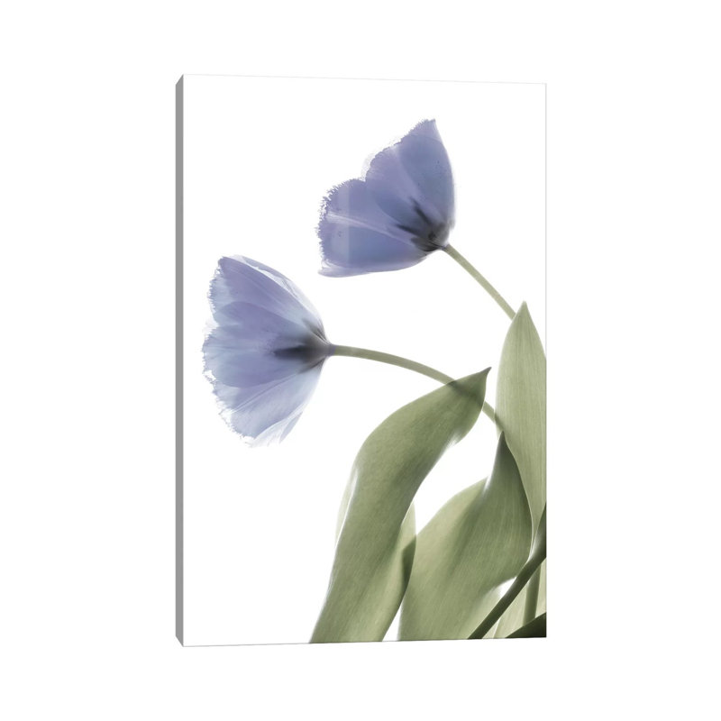 X-Ray Tulip III by Judy Stalus - Wrapped Canvas Print, 152.5 cm H x 101.5 cm W