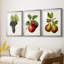 Fruit antique 8 - impression encadrée de qualité supérieure sur mesure mat - 3 pièces-2075756782-2075756778