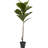 Fiddle Leaf Tree UV Resistant (Indoor/Outdoor)-23857188