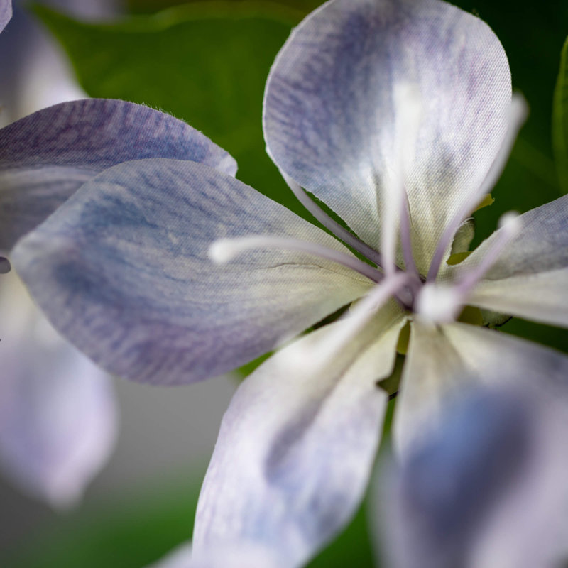 Arrangement de fleurs, Lavande