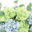 Assorted Hydrangea Centerpiece-2077767292