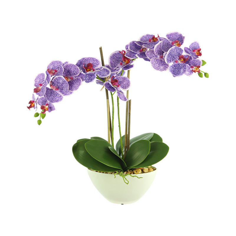 Orchid Arrangement in Vase, Purple