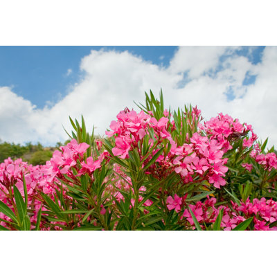 Bembow " Pink Flowers Of Oleander " by Vvoevale