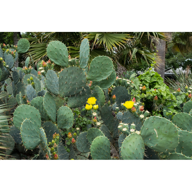Cactus au Texas, H 8 po x l 12 po
