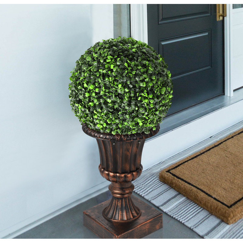 61cm Boxwood Plant