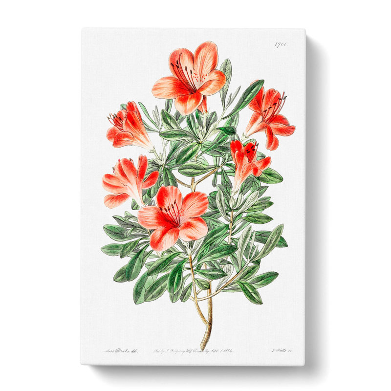 Chinese Azalea Flowers - Wrapped Canvas, 50cm H x 35cm W x 3cm D