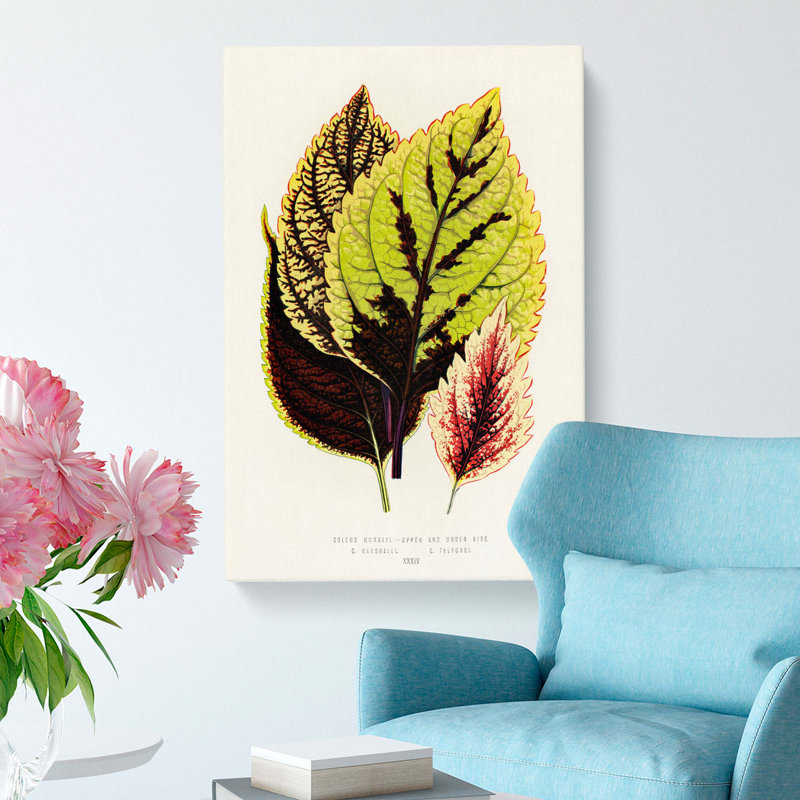 Assortment of Leaves by Benjamin Fawcett - Wrapped Canvas, 60cm H x 40cm W x 3cm D