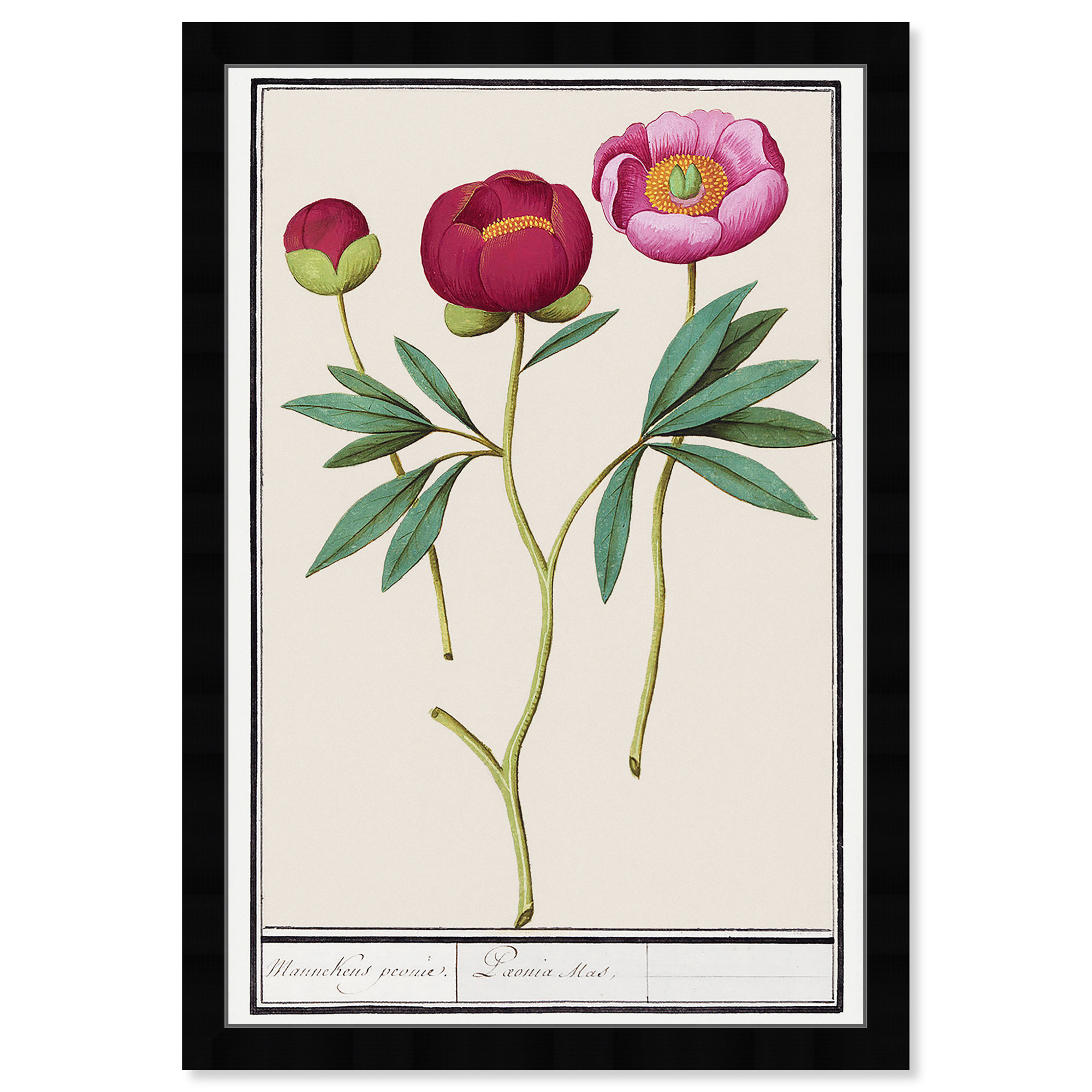 Red And Pink Peony Botanical Study by Oliver Gal, Black, 38" H x 26" W