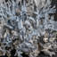 Genuine Blue Ridge Coral (18", 39.5 Lbs)