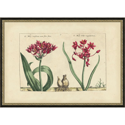 Moly Latifolium - Peinture encadrée sur papier