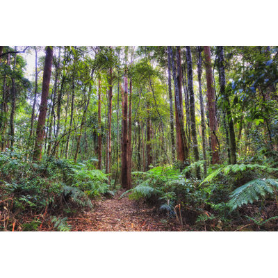 DNP Never Track Woods by Zetter - Wrapped Canvas Print