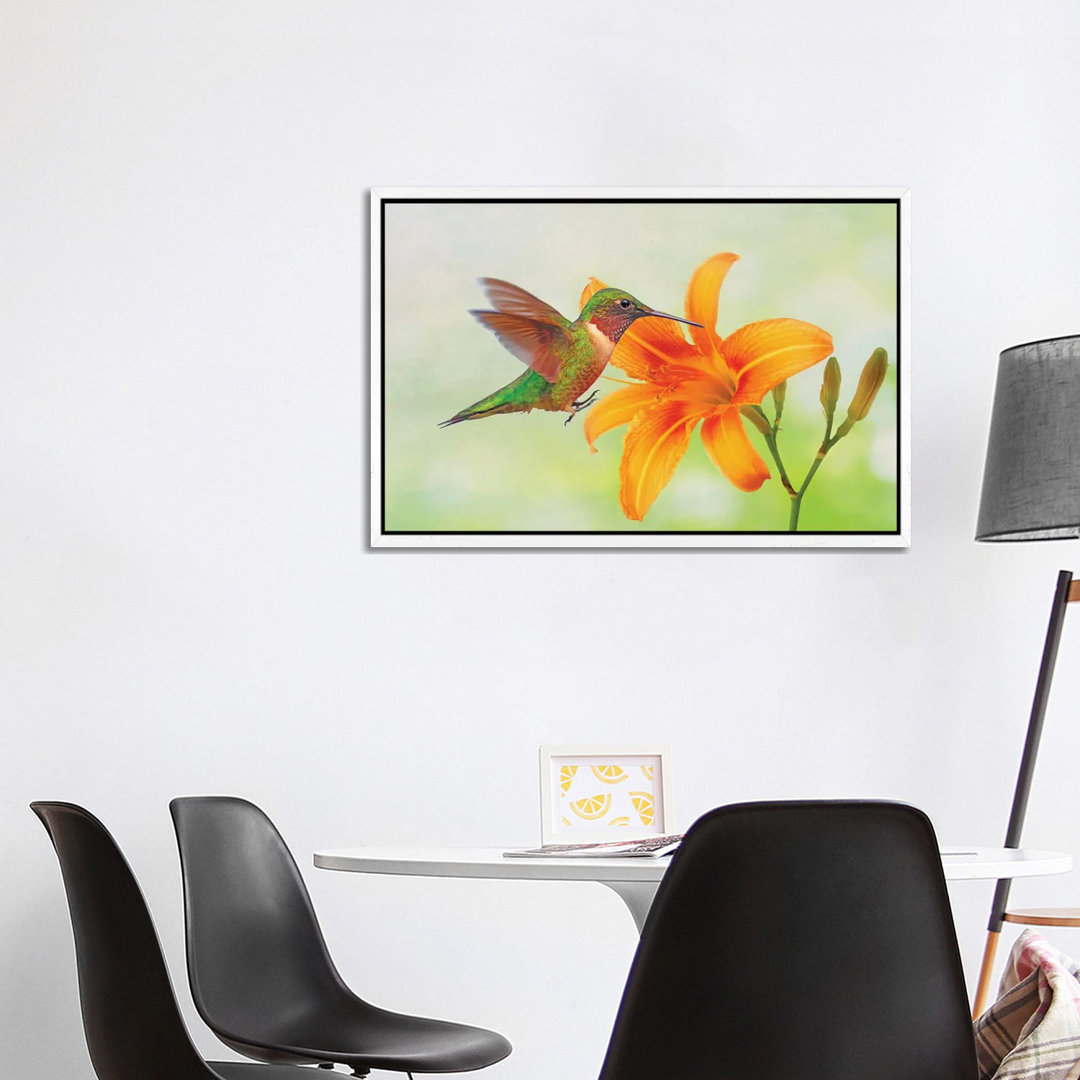 Kolibri und orangefarbene Taglilie von Laura D Young - Galerie-umwickelte Leinwand Giclée auf Leinwand