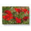 Field Of Poppies Vol.7 - Wrapped Canvas-61876779