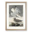 Herring Gulls by John Audubon - Picture Frame Painting Print-55579882-55579883