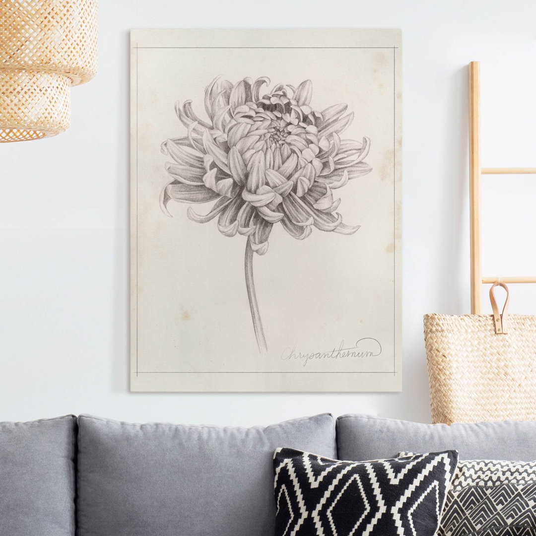 Leinwandbild Botanische Studie Chrysantheme I