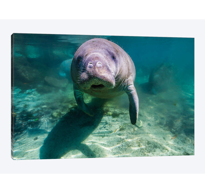 «Manatee in Crystal River Florida», reproduction de photo sur toile, H 26 po x l 40 po x P 1,5 po, Toile tendue