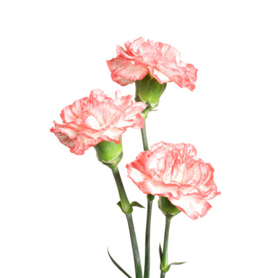 Carnations. by Vidok