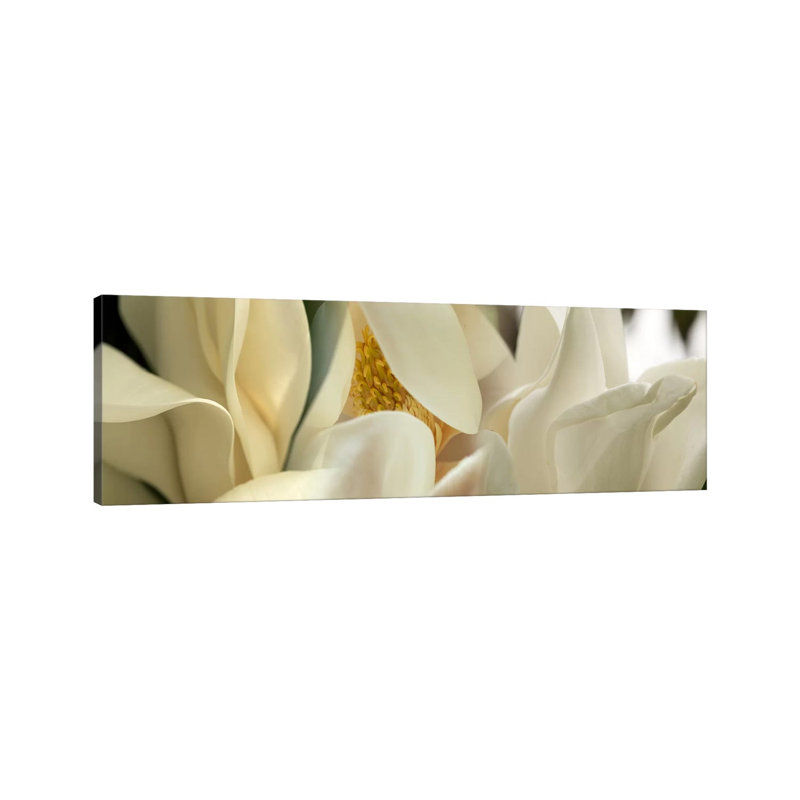 Magnolia Flowers #2 - Wrapped Canvas Panoramic Print, 30.48 cm H x 91.44 cm W x 1.91 cm D