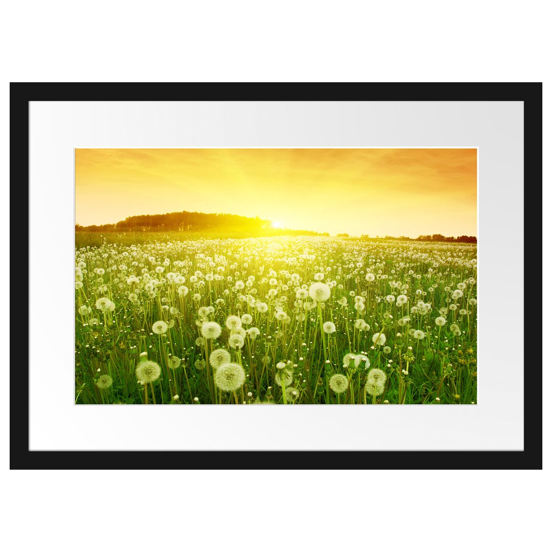 Gerahmtes Poster Pusteblumen Sonnenuntergang