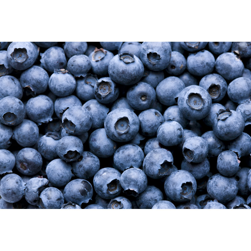 Blueberry Background by Klikk - Wrapped Canvas Print, 20cm H x 30cm W x 3.8cm D