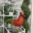 Metal Tall Cardinal Statue