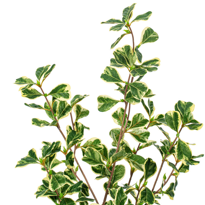 Ficus artificiel panaché 24 po