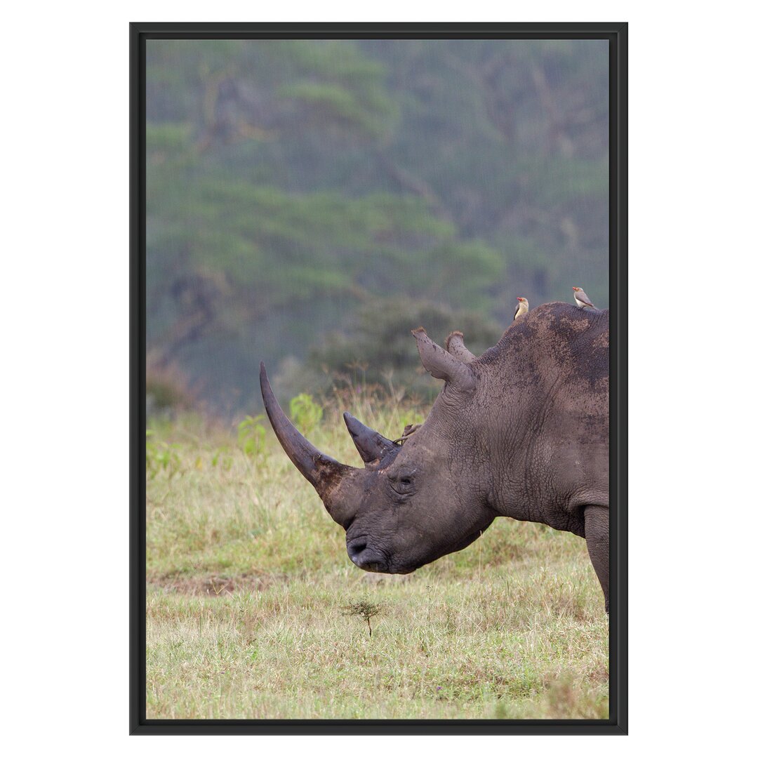 Gerahmtes Wandbild großes Nashorn in der Savanne