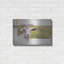 "Goat At Fence" par Lori Deiter-2012322700